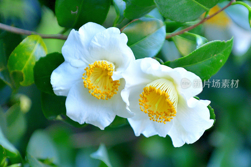 山茶花/日本山茶花花:红色，粉红色和白色